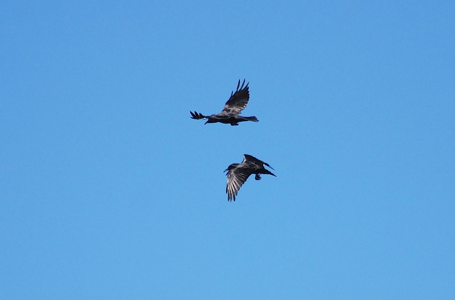 Corvus corax [gara di acrobazia (amorosa?)]